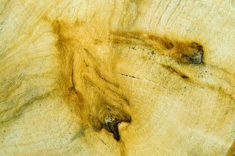 Structure of a tree Stock Photos