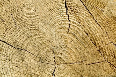 Structure of a tree Stock Photos