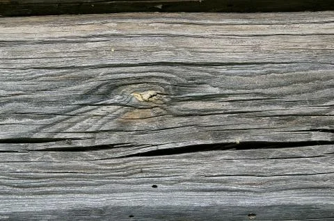 Structure of a tree. Stock Photos