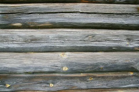 Structure of a tree. Stock Photos