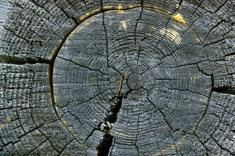 Structure of a tree Stock Photos