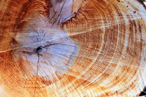 The structure of a tree sawn in the forest. Stock Photos
