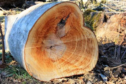 The structure of a tree sawn in the forest. Stock Photos