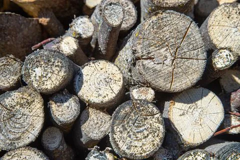 The structure of the tree is the sawn tree of the tree trunk. Stock Photos