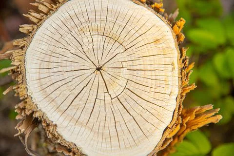 The structure of the tree is the sawn tree of the tree trunk. Stock Photos