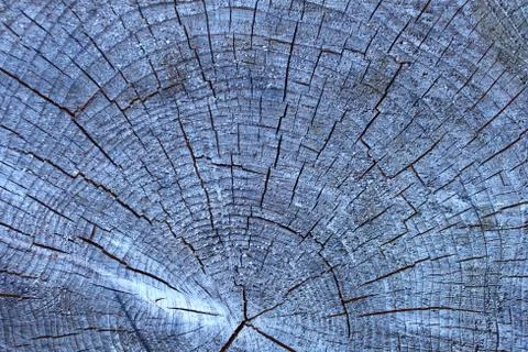 Structure of a tree trunk Foto stock