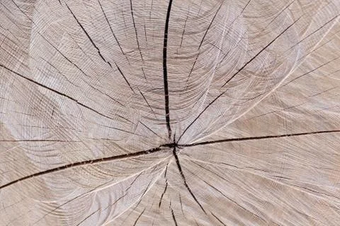 Structure of a tree trunk Stock Photos