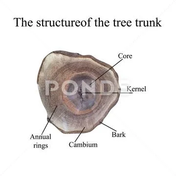 The structure of the tree trunk. Vector illustration: Royalty Free ...