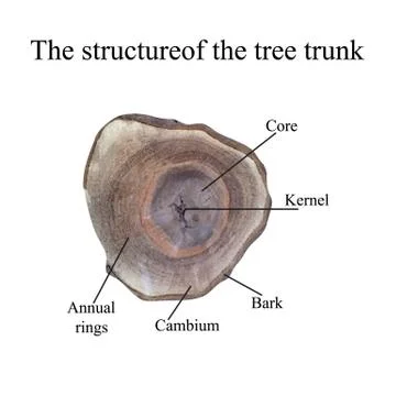 The structure of the tree trunk. Vector illustration Stock Illustration