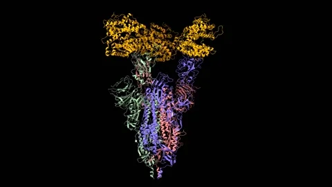 Structure of triple ACE2 (orange)-bound SARS-CoV-2 spike glycoprotein trimer Stock Footage 146698473