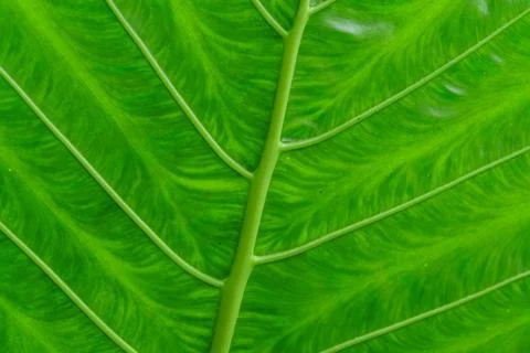 Structure of a tropical leaf close up Stock Photos