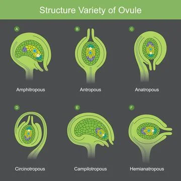 Structure Variety of Ovule. The diverse structural varieties of ovules foun.. Stock Illustration