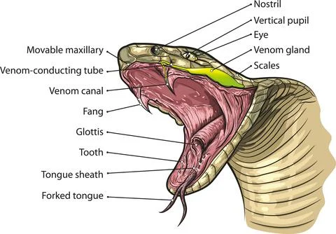 Structure of a venomous snake's head Stock Illustration