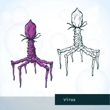 Structure of virus Stock Illustration