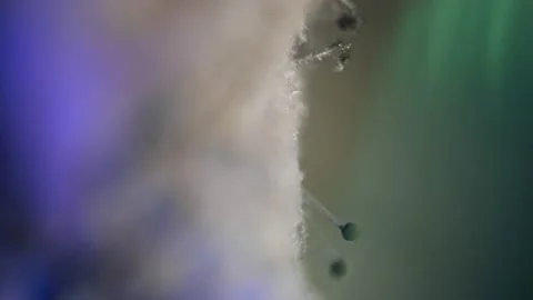 Structure of a white mold fungus under a microscope with spores. The study of mi Stock Footage 232993006