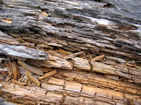 Structure of wood board Stock Photos