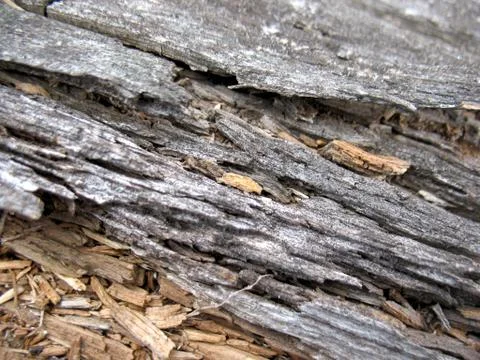 Structure of wood board Stock Photos