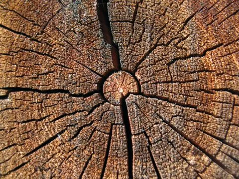 Structure of wood board Stock Photos
