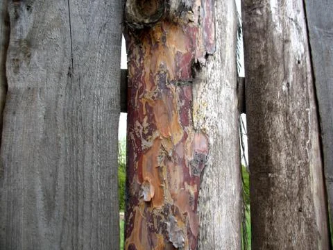 Structure of wood boards Stock Photos