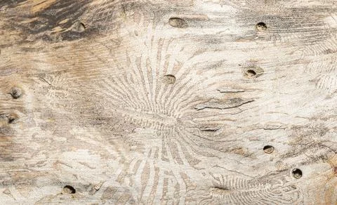Structure on wood Stock Photos