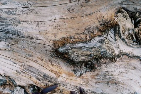 Structure of wood without bark with cracks on the surface Stock Photos