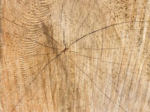 Structure of wooden cutting log Stock Photos