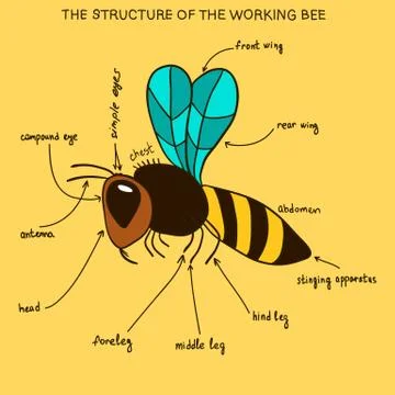 The structure of the working bee (doodle) Stock Illustration