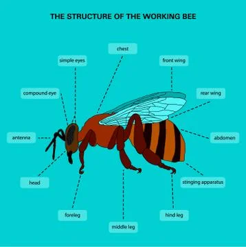 The structure of the working bee Stock Illustration