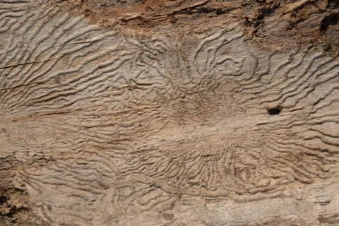 Structure of a worm-eaten tree. Insect passages, natural pattern. Background, Stock Photos