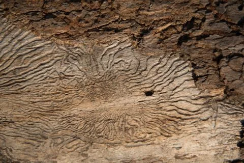 Structure of a worm-eaten tree. Insect passages, natural pattern. Background, Foto stock