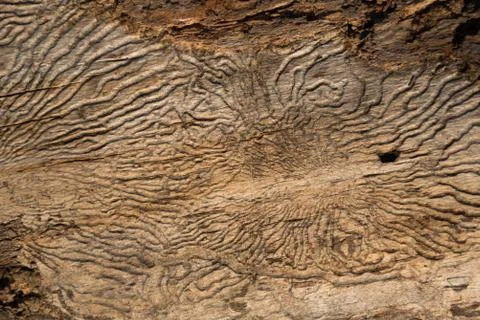 Structure of a worm-eaten tree. Insect passages, natural pattern. Background Foto stock