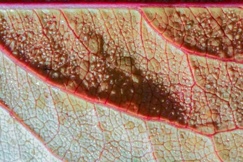 The structure of the yellow leaf macro as background Stock Photos