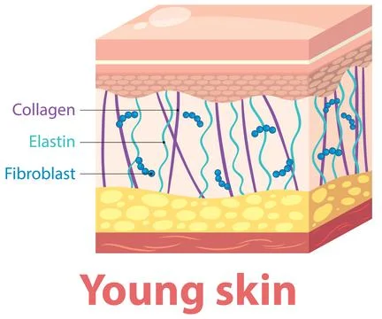 Structure of Young Skin Layers Stock Illustration
