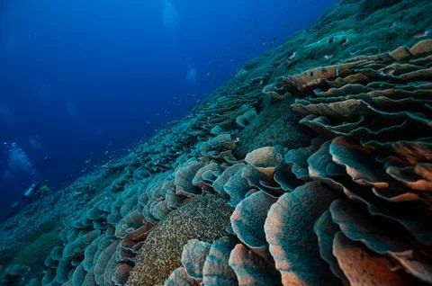 Structured Coral in the sea Stock Photos