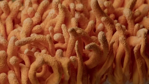 Structured Cordyceps Militaris Surface Revealed Vídeos de archivo 331572947