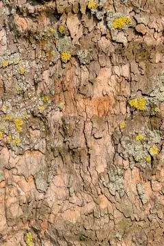  structured surface as background structured surface as a background, icon... Stock Photos