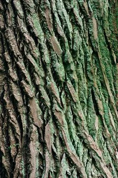 Structured Tree Bark with moss growing on it. Stock Photos