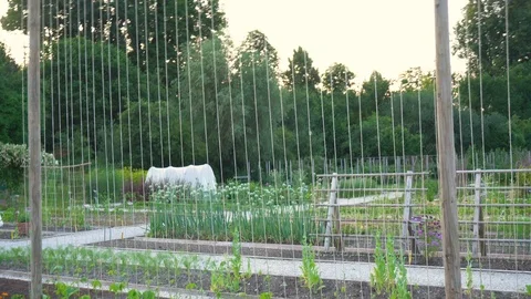 Structures to Help Plants Growing Stock Footage 96859570