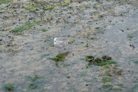 Structures visisble at low tide with a seagull Foto stock