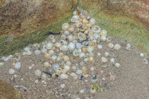 Structures visisble at low tide with seashells Stock Photos