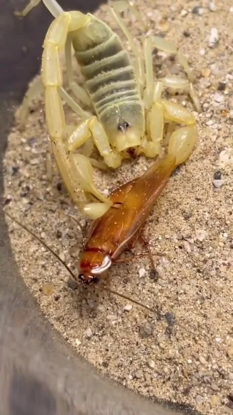 A struggle between a scorpion and a cockroach Stock-Footage 259312148