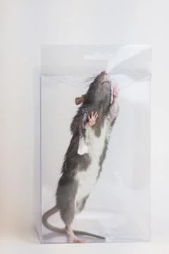 Struggle with circumstances concept. black mouse in a Fotos Stock
