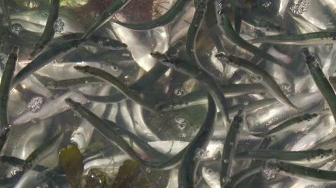 Struggle for life Stock-Footage 49118227