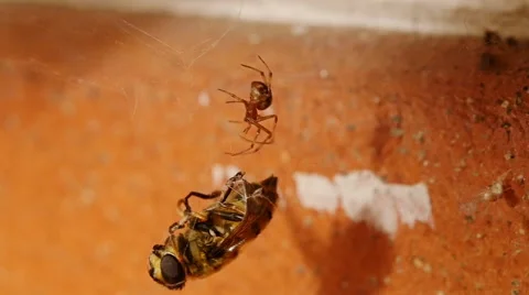 Struggle for life a spoider is catching a bee Stock Footage 62528510