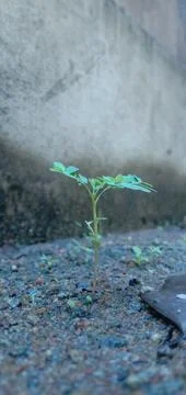 The struggle of Moringa leaves Foto stock