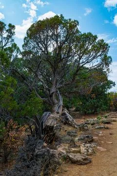 Struggling cedar tree at Cedar Point - Black Canyon of the Gunnison Stock Photos