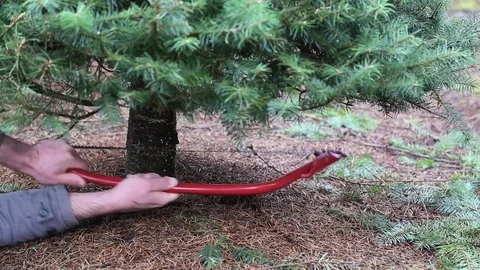 Struggling to cut down a Christmas tree. Cutting down a Christmas tree. Stock Footage 70262809