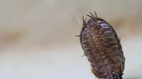 Struggling Glomeris Marginata in Spider Web Stock Footage 266811760