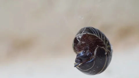 Struggling Glomeris Marginata in Spider's Web Stock Footage 266811769