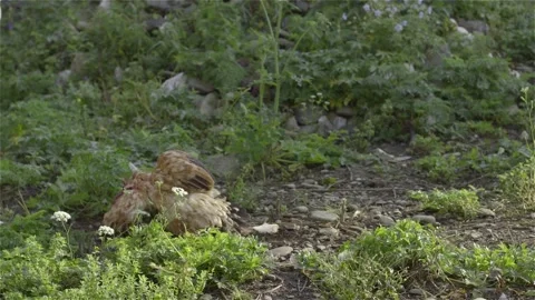 Struggling headless chicken after being traditionally cut Romanian tradition Video stock 133578908